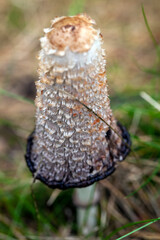wild inedible mushrooms growing in the natural environment