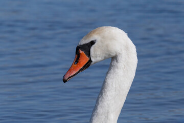 close up of head of white swan
