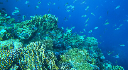 Naklejka na ściany i meble amazing coral reef and fish
