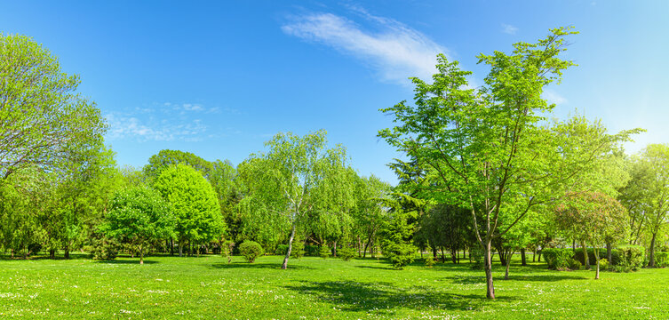 panorama of park and garden with grass on lawn and green trees in spring