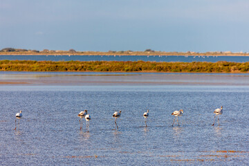 National park Camargue, Provence, France