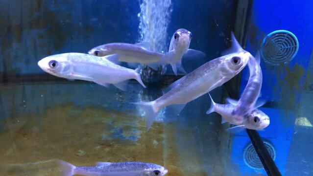 Blauorfen, Orfe, in einem Aquarium.