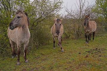 Konik wild horses in March in Saxony Anhalt