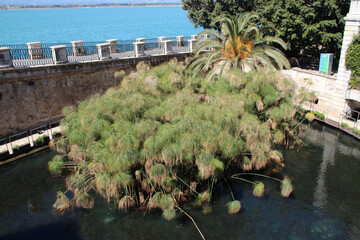 pond with papyrus (fonte aretusa) in syracusa in sicily (italy)