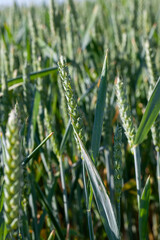 cereal plants during cultivation in the field in summer