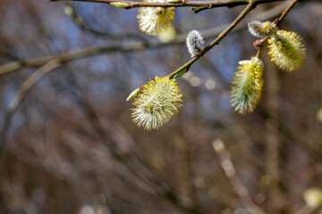 a willow tree blooming in the spring season