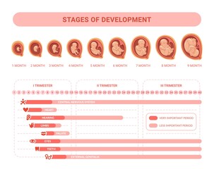 Embryonic development. Stages prenatal growth healthy fetus, fetal process pregnancy, health placenta medical infographic embryology trimester calendar, swanky vector illustration - obrazy, fototapety, plakaty