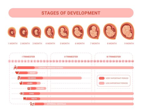 Embryonic development. Stages prenatal growth healthy fetus, fetal process pregnancy, health placenta medical infographic embryology trimester calendar, swanky vector illustration