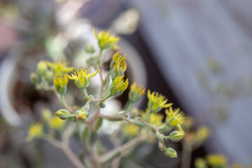 succulent plant in bloom in yellow. close-up.