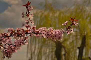 Blooming almond in the park.