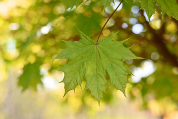 Fototapeta premium Summer maple leaves on a twig in the forest.