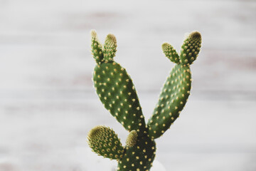 prickly cactus plant  isolated macro photo on white background