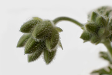 pelargonium buds. macro photo. close up.