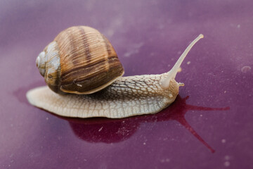 Helix pomatia, a grape snail of the helicidae family isolated on purple background with reflection. Snail in a shell