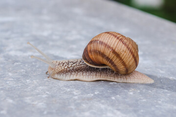 Helix pomatia, a grape snail of the helicidae family isolated on gray background. Snail in a shell.