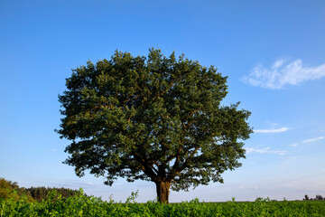 Fototapeta na wymiar one oak tree growing in a field