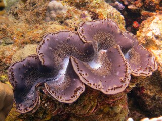 red sea giant clam