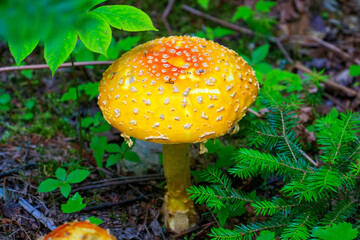 amanita muscaria fly agaric