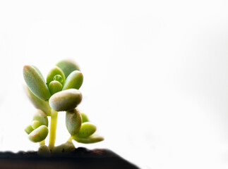 newly greening plant. isolated on white background.