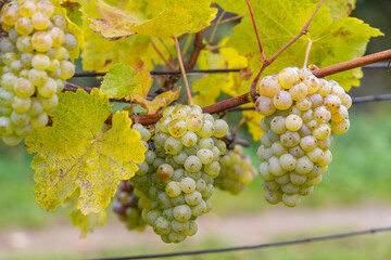 Grapes Riesling in autumn vineyard, Southern Moravia, Czech Republic