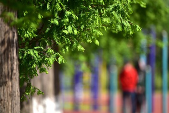 Youth campus - trees