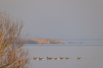 Wild goose, Lake Musov, Southern Bohemia, Czech Republic