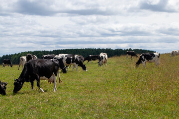 grazing a herd of cows in a field with green grass in summer
