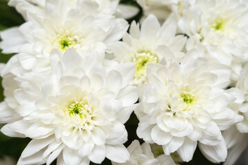 Beautiful white chrysanthemums close-up, top view