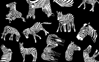 pattern zebra , stylish cover for for fabric, postcards, wallpapers,graphical vector illustration with black background
