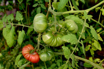 Fototapeta premium Organic of growth tomato in greenhouse