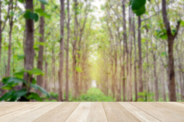 Empty top wooden table on soft focus blurred green nature in forest with teak trees