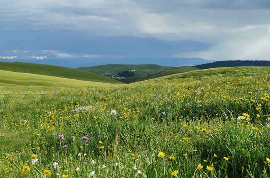 Gram, grassland