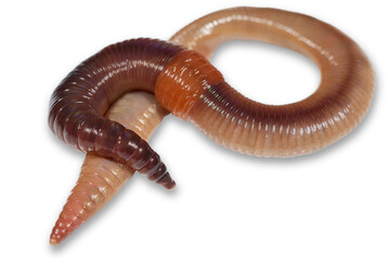 Earthworm close up