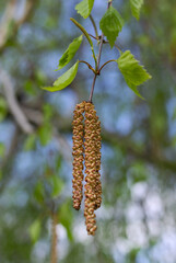 Twig of birch tree with buds