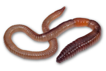Wriggling earthworm on white background