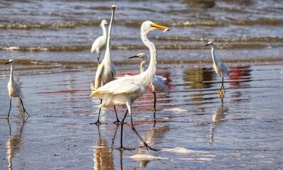 Photograph of herons in Barra de Tramandaí in Rio Grande do Sul, Brazil.