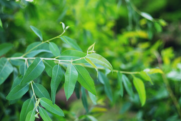Eucalyptus leaf, closed, beautiful green, blurred background
