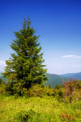 Fototapeta premium Mountain peaks, forest, clouds and blue sky
