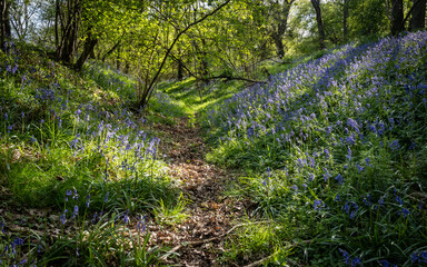 Footpath through a sunny English woodland in spring between banks carpeted with indigenous bluebells (Hyacinthoides non-scripta)
