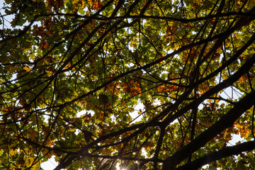 oak foliage turning yellow in autumn during leaf fall