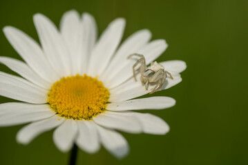 Fototapeta premium Little white spider in a flower