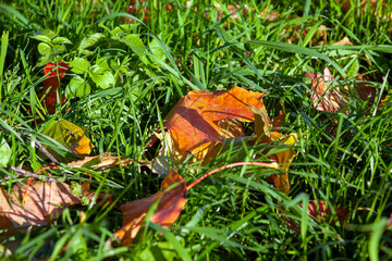 fallen autumn foliage of trees on green grass