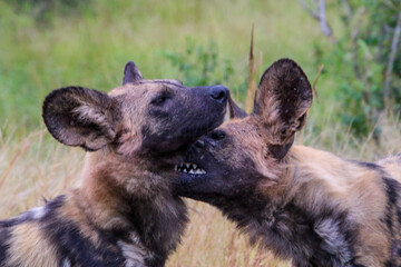 head shot of wild dogs play fighting