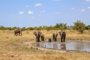 elephant family at the waterhole
