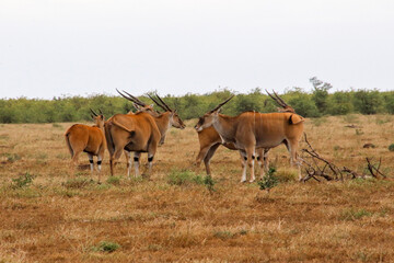 Naklejka na ściany i meble herd of eland antelope in the open plains