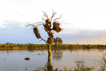 tree in a dam with bird nests at sunset