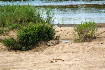cheetah resting in the riverbed next to some bushes