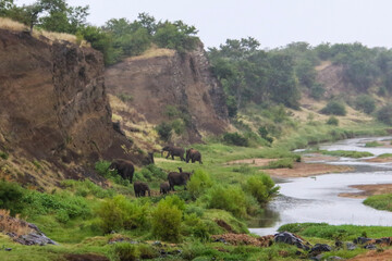 elephant herd in a river bed