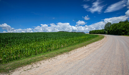 Obraz premium unpaved road with different plants growing on the side of the road