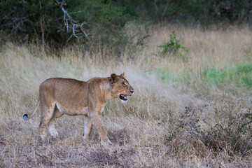 Obraz na płótnie Canvas lioness on the prowl